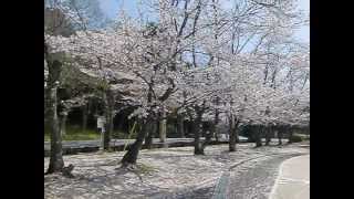 preview picture of video '耳成山公園の桜（奈良県橿原市） kashihara-shi nara japan'