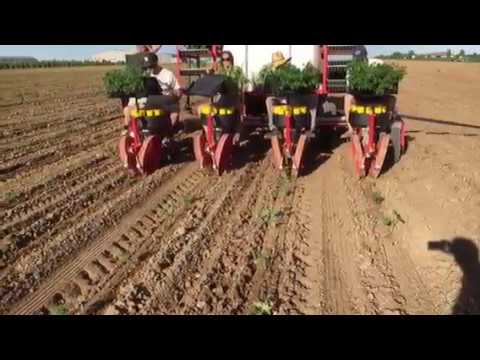 Hemp transplanting in Colorado with C&M (Checchi & Magli) transplanter