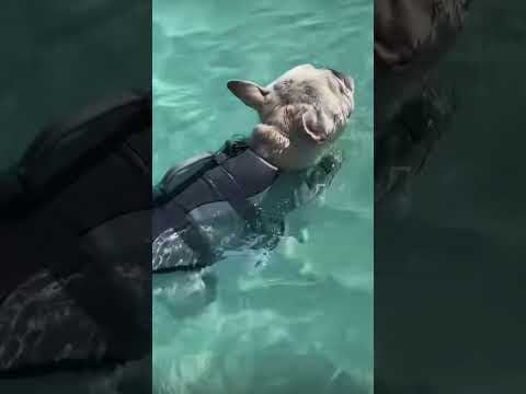 Frenchie at the beach!! 🏖️              #frenchie #bulldogs #puppies #pets #dogs #frenchieworld