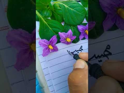 mahib ullah name calligraphy