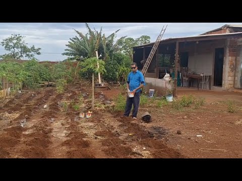 PLANTANDO  MILHO APRENDA COMO PLANTAR DA FORMA CORRETA