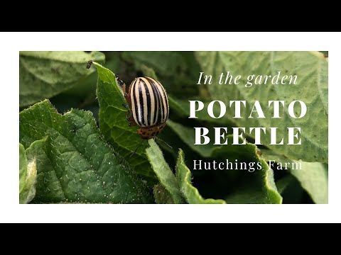 , title : 'How to identify potato beetles on  potato plants'