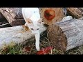 Cats Video Cat Funny Cat Stray Cats Comedy Mom Cat Cute Kittens Funny Kittens MaMa Cat 504