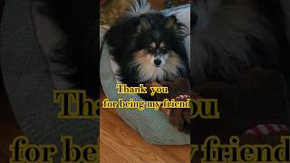 Thank you for watching 👀  please subscribe so we can get to 500! #thanksgiving