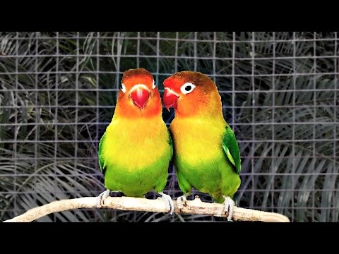 Fischer's lovebirds (Agapornis Personata Fischeri)