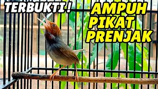Download lagu PRENJAK GACOR JANTAN DURASI PANJANG TANPA IKLAN 100% AMPUH BUAT MASTERAN/PIKAT/PANCINGAN mp3 Download lagu PRENJAK GACOR JANTAN DURASI PANJANG TANPA IKLAN 100% AMPUH BUAT MASTERAN/PIKAT/PANCINGAN mp3