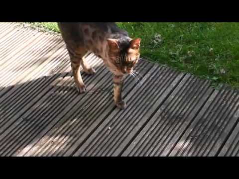 Benji the Bengal - how cats cope with three legs!