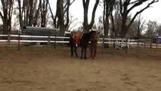 Sean Davies/coloradoreinsman/ GEMS/ Mustang Mare "Loretta" First Saddle and Ride