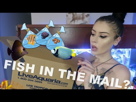 download lagu mp3 mp4 Online Fish Delivery, download lagu Online Fish Delivery gratis, unduh video klip Online Fish Delivery