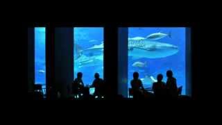 Rauschfaktor - Aquarium Café
