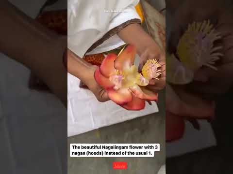 #gurudev #srisriravishankar shows us a unique nagalingam flower...