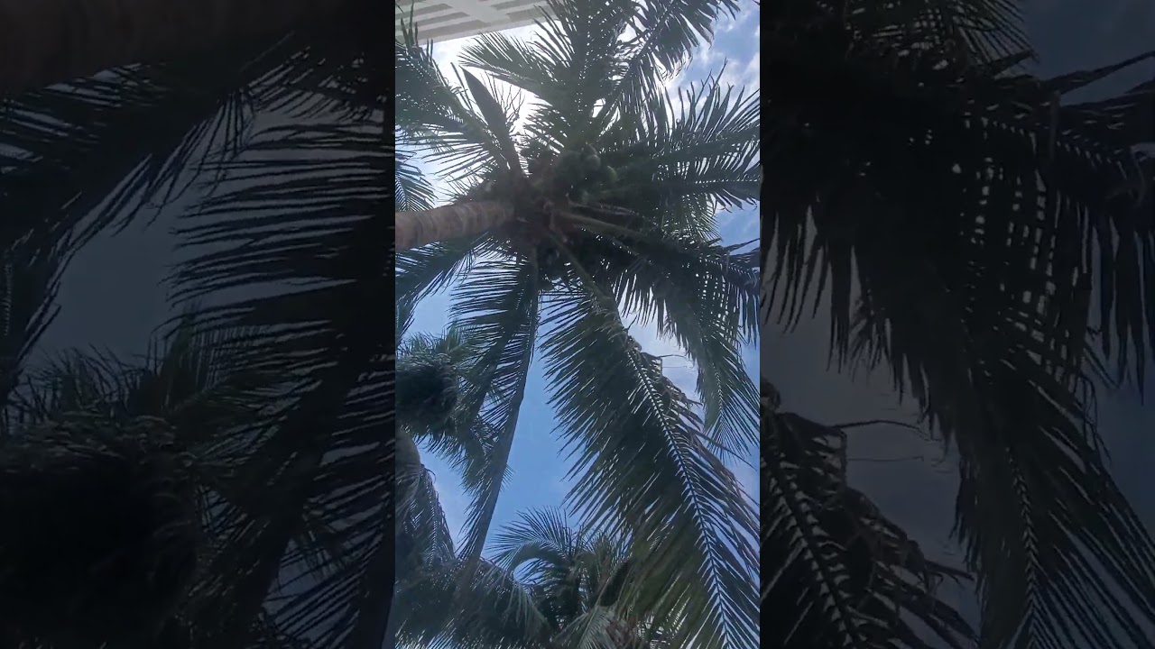 Coconut Palm Trees | Fort Lauderdale, Florida