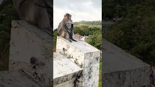 Download lagu Monkeys in Bali 😱 Steals 😎🕶️wild Animals #shorts #monkey #monkeyvideo #viral mp3 Download lagu Monkeys in Bali 😱 Steals 😎🕶️wild Animals #shorts #monkey #monkeyvideo #viral mp3
