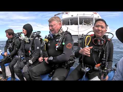 Diving Galapagos 2026