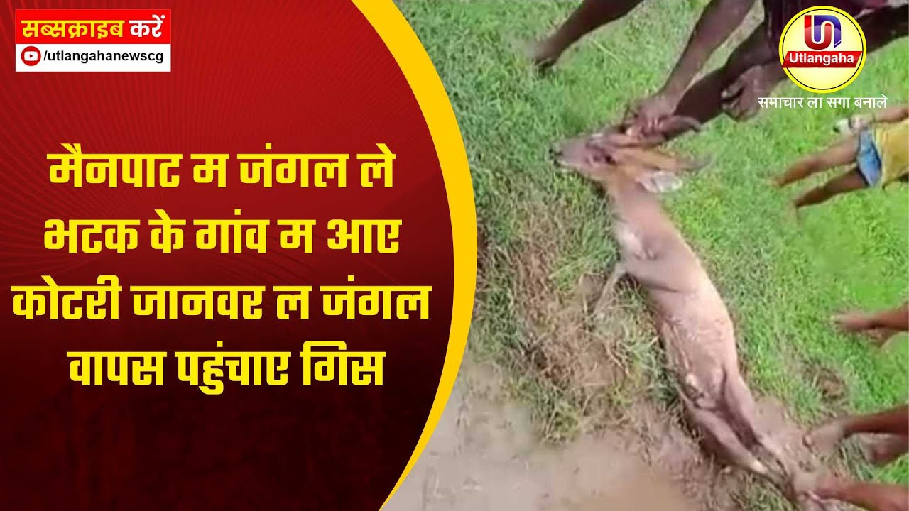 मैनपाट म जंगल ले भटक के गांव म आए कोटरी  जानवर ल जंगल वापस पहुंचाए गिस