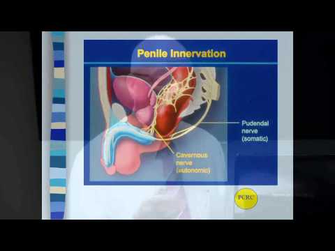 Prostate Analyse der Hund frei Prognose bakterielle Prostatitis