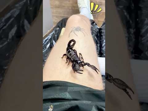 แมงมุมบนร่างเขามีชีวิตจริง! คนไม่กดไลก์ระวังให้ดี! 😱🕷️
