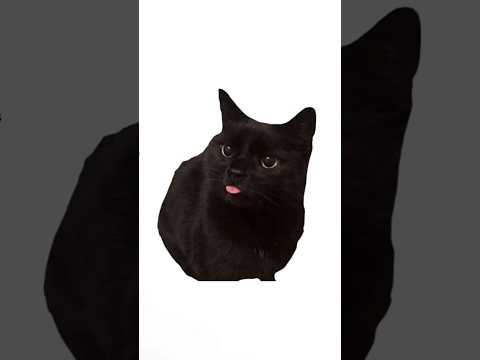 Bleh Cat Meme🐈🤣 #cat #memes #funny 🤣 #shorts #youtubeshorts #erumkhubaid