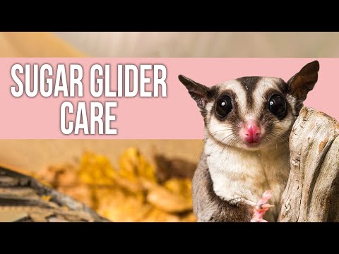 Sugar Glider Care for Beginners