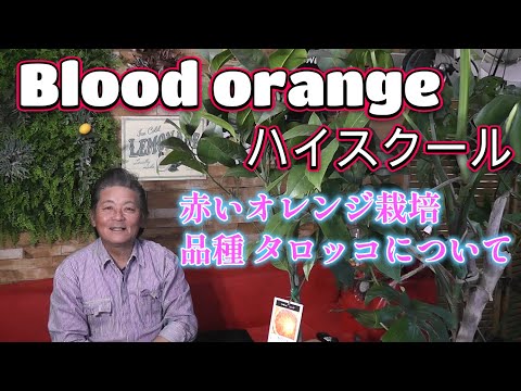 Gynura オレンジ、ビロードの植物、Gynura aurantiaca