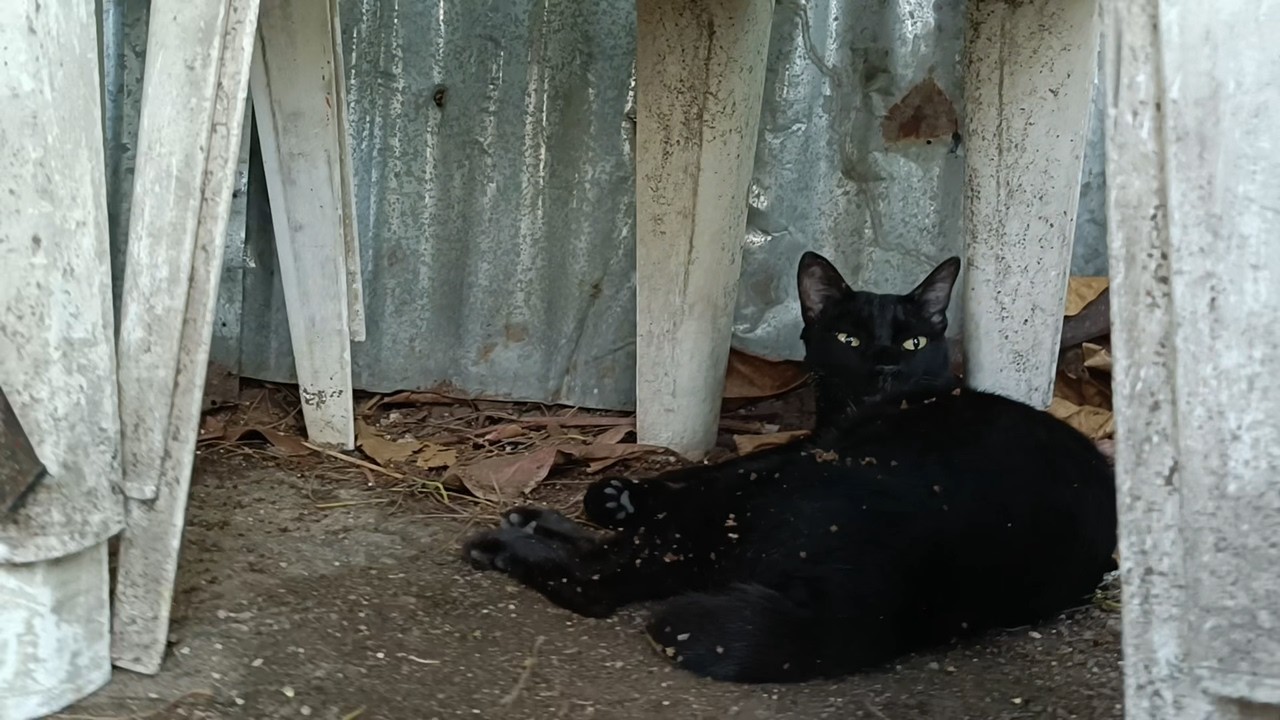 工事現場の隅で寝ていた黒猫