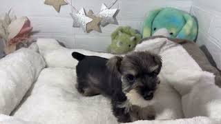 ミニチュアシュナウザーの動画01