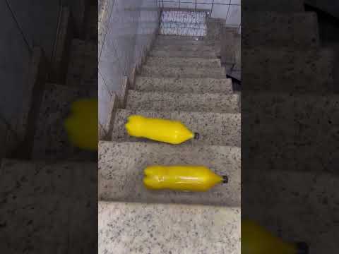 🐴 HORSE PEE AGAIN!