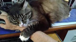 Gato Gigante não deixa Dono Trabalhar    Compartilha se você tem um Patrão assim também