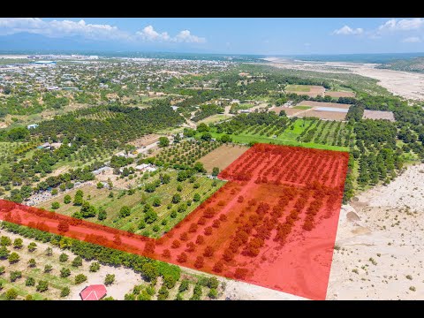 Palo Escopeta Mango Farm | San Jose Del Cabo - The Agency
