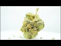 Dog Cage LSO Weed Strain 2020  Review