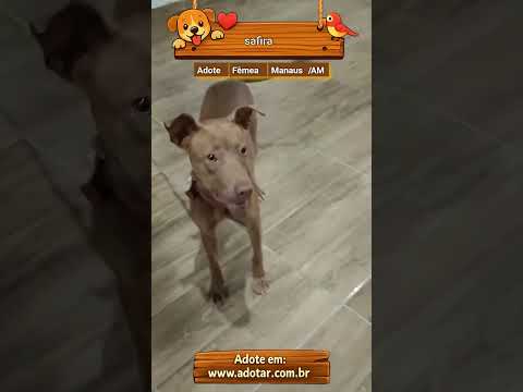 Vídeo de safira