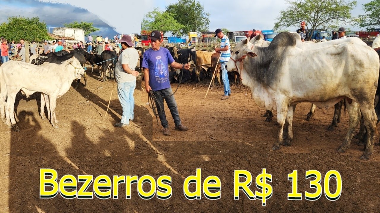 GADO DE LUXO E BARATO EM CACHOEIRINHA-PE  02-05-2024  #nordeste
