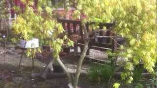 preview picture of video 'Plantsmans Corner April Pt 2.MOV'