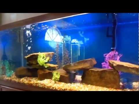 200 Gallon Cichlid Aquarium Fish Tank