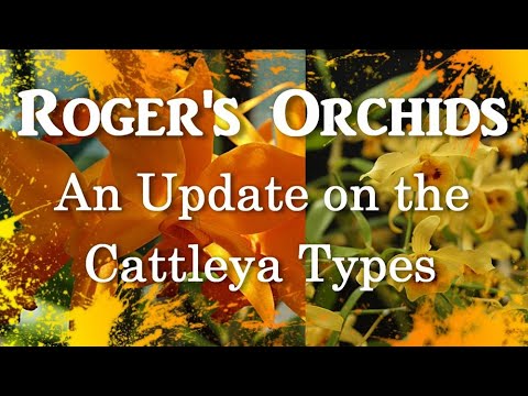 An Update on the Cattleya Types