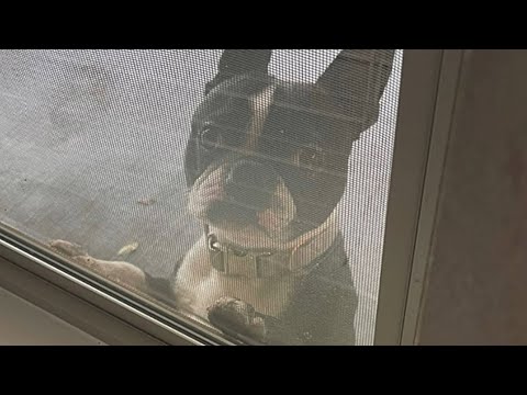 Family moves in, then a dog shows up