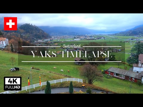 Timelapse - Yaks in the Alps