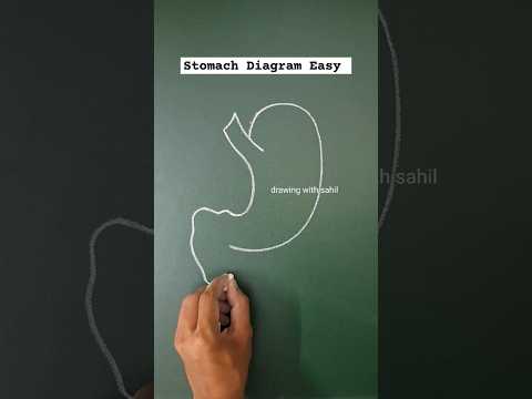 stomach diagram of our human body 😮 #stomach #diagram #drawing #drawingwithsahil #shorts