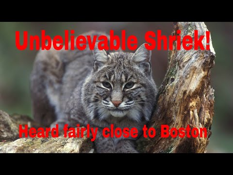 WHAT A BOBCAT SOUNDS LIKE  *SCARY!* (12 MILES NORTH OF BOSTON) SOUND ON