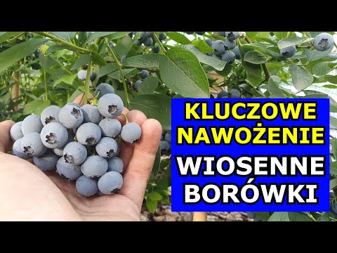 Kluczowe Nawożenie Borówki amerykańskiej Wiosenne - Jak kiedy nawozić Borówkę. Uprawa Borówek Wiosną