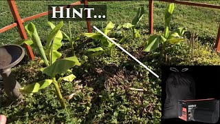Do You Need to use Protection...For Outdoor Musa Basjoo Banana Plants?