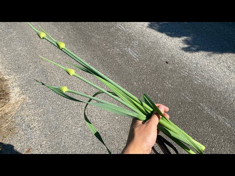 野生ニンニク、野生ニンニク、広葉ニンニク、ネギ