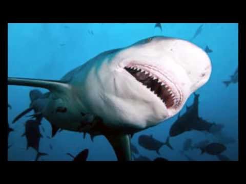 I 5 squali piu pericolosi al mondo