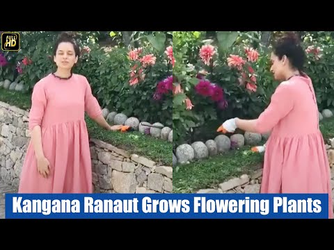 Kangana Ranaut Grows BEAUTIFUL Flowering Plants In Her HUGE MANALI Mansion