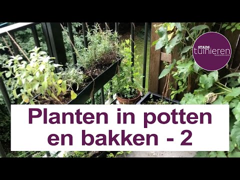 Stadstuinieren - planten in potten en bakken - 2