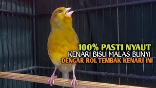 Download lagu kenari gacor panjang Cuit Cuit EMOSI, Pancingan Kenari Paud Belajar Bunyi, terapi AMPUH Kenari MACET mp3