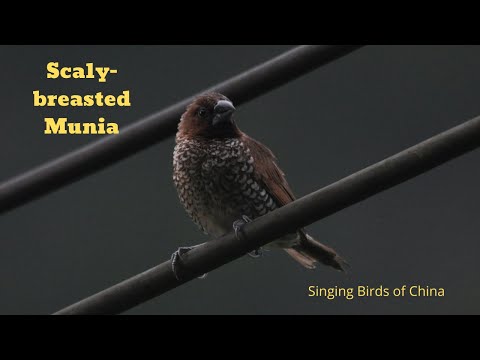 Mníšok strakatý — spev a správanie