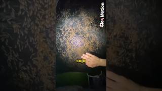 Download lagu dikira suara hujan, pendaki ini kaget saat tenda nya diserbu rayap mp3