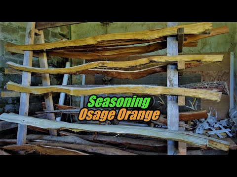 Splitting and Seasoning Bow wood. Osage Orange...