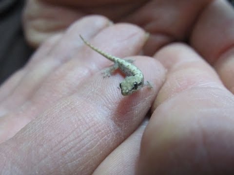 Gekon smútočný (Lepidodactylus lugubris) — video o chove a starostlivosti